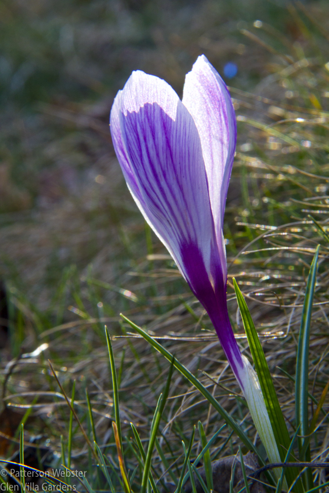 I like the delicate striping on this bloom.