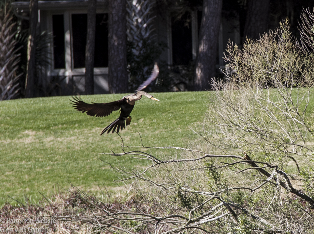 We often see birds sitting on the branch on the right, where this one is going to land, with wings wide spread. 