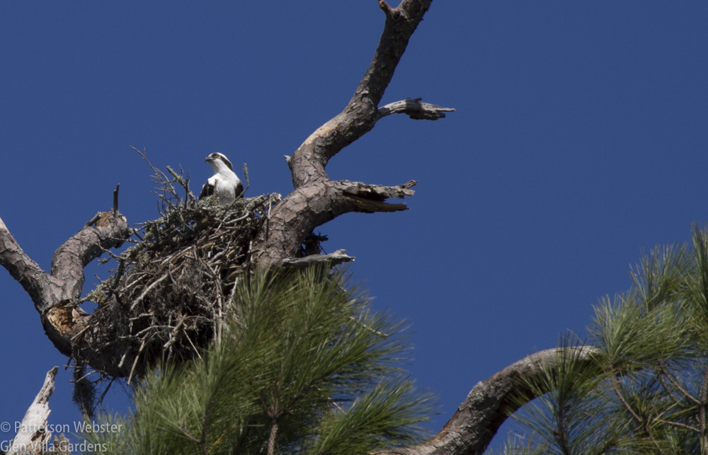 Sitting on its nest, the osprey is only partly visible.