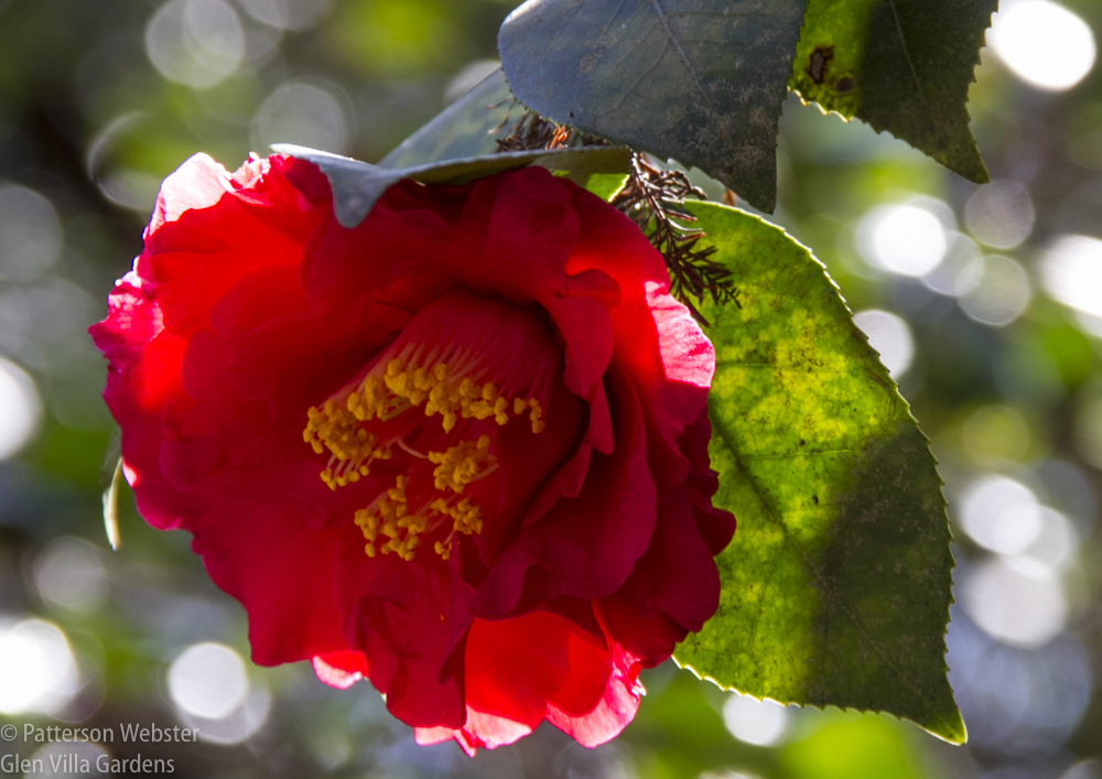 Backlighting intensifies the colour of this camelia.
