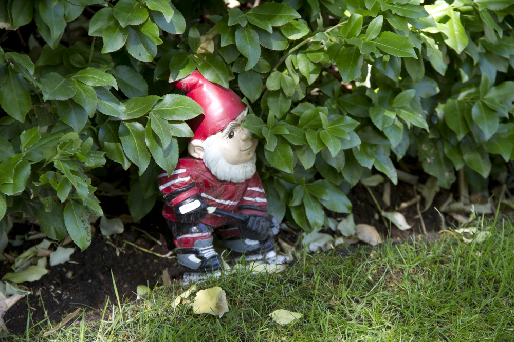 A gnome in a hockey jersey was tucked under a hedge in a Toronto garden. Did other Flingers notice it?