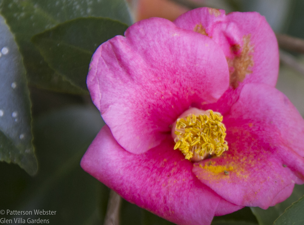 The Plantation's collection of old camellias is one of the largest in the country.