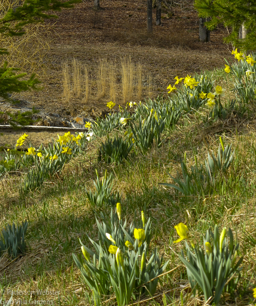 I took this photo of daffodils in bloom on the berm above The Skating Pond on April 4, 2010. I'm surprised to see how many were blooming.