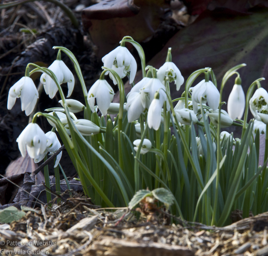 These snowdrops were blooming on March 23 in 2012. We're scheduled to arrive in Quebec that day.