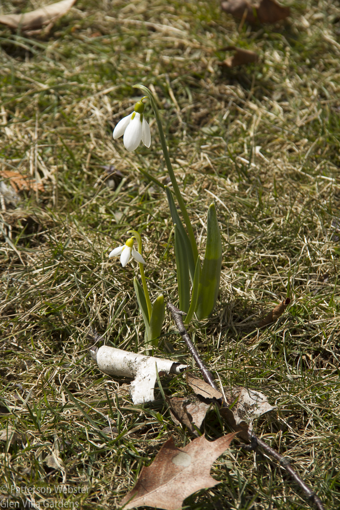 A lonely snowdrop on the lawn.