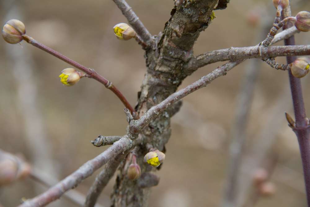 The buds are showing the tiniest bit of yellow-gold.  