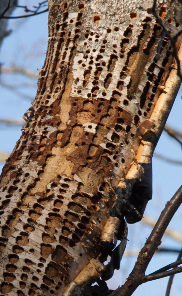 How long will a tree like this survive? Was it a downy woodpecker that made this grid-like design?
