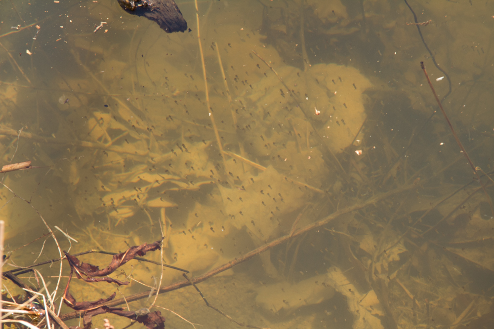 Can you make out the tadpoles? Another month or so and they will be tiny frogs.