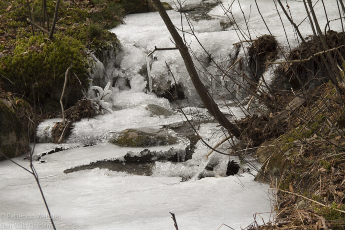 Ice covers this stream in the woods.