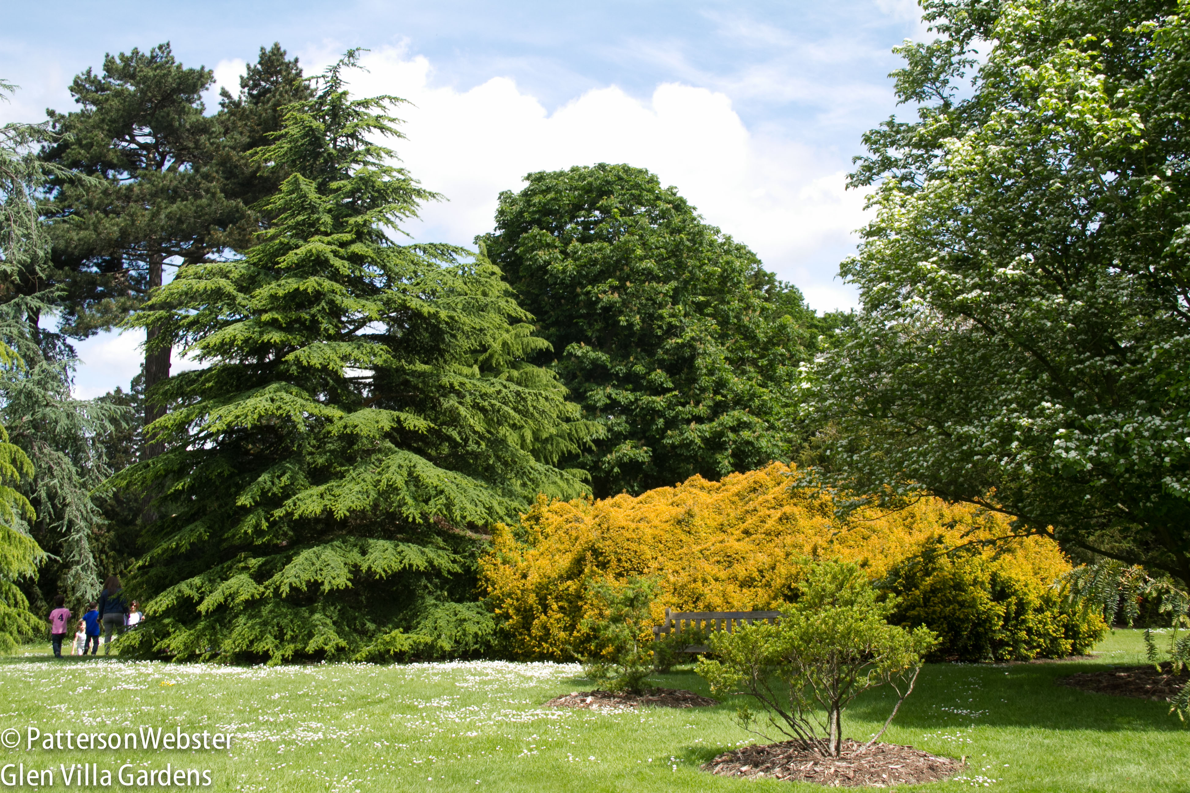 A scene from the pinetum area at Kew Gardens shows a mix of foliage colours and a bright blue sky.