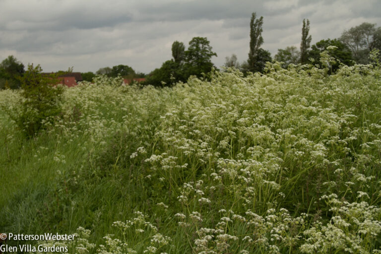 A froth of white dresses the fields and roadsides in Hertfordshire. What do you call this wildflower -- Queen