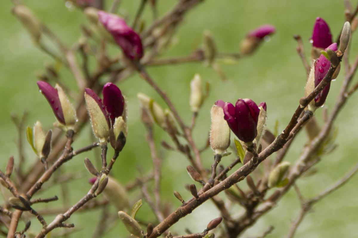 I can't grow many magnolias but two have survived and thrived in my garden. This is M. X loebneri 'Leonard Messel.' 