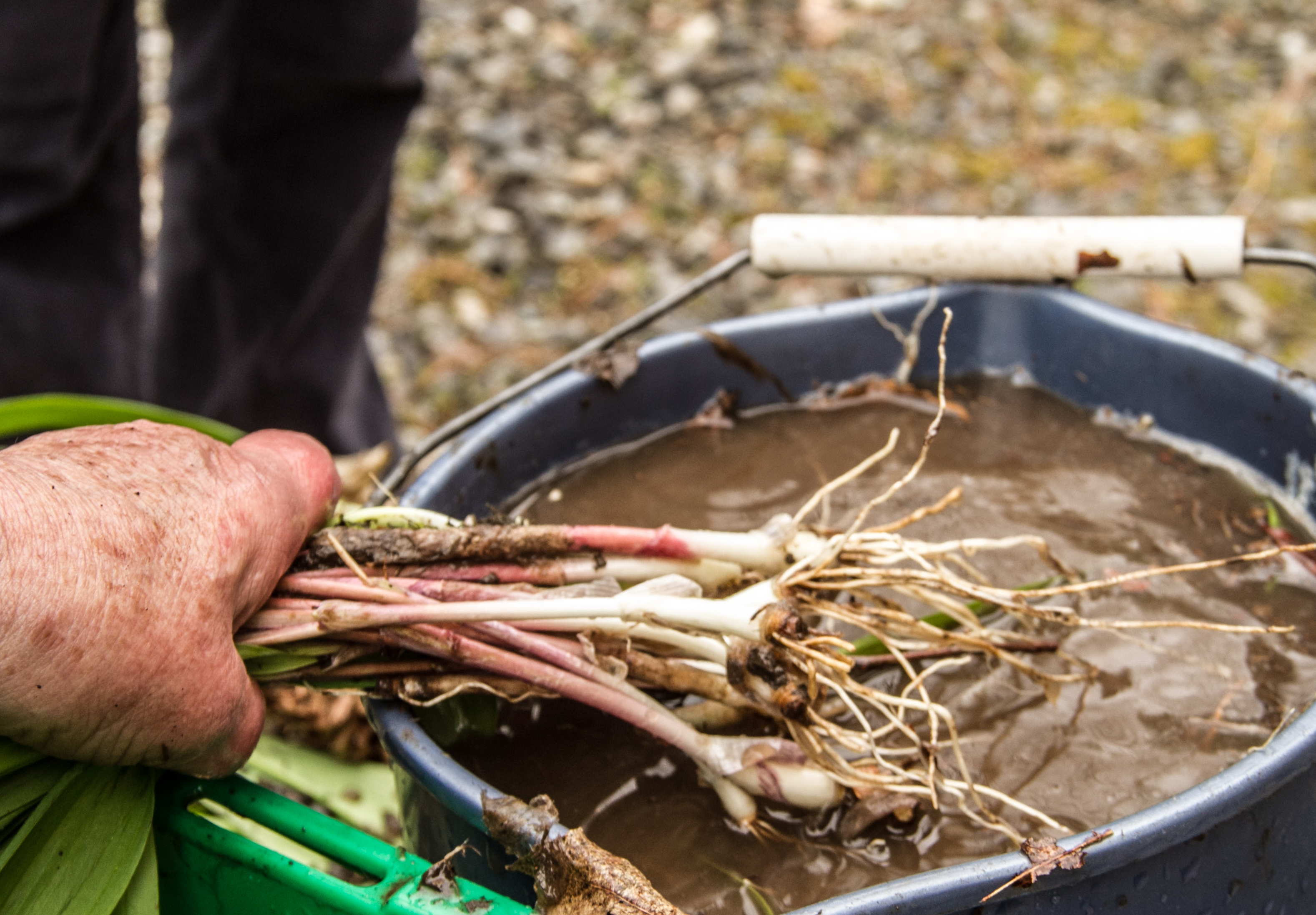 Cleaning ramps and preparing them for cooking is quick and easy. Wash off the dirt, carefully trim the roots and they are ready to go. 