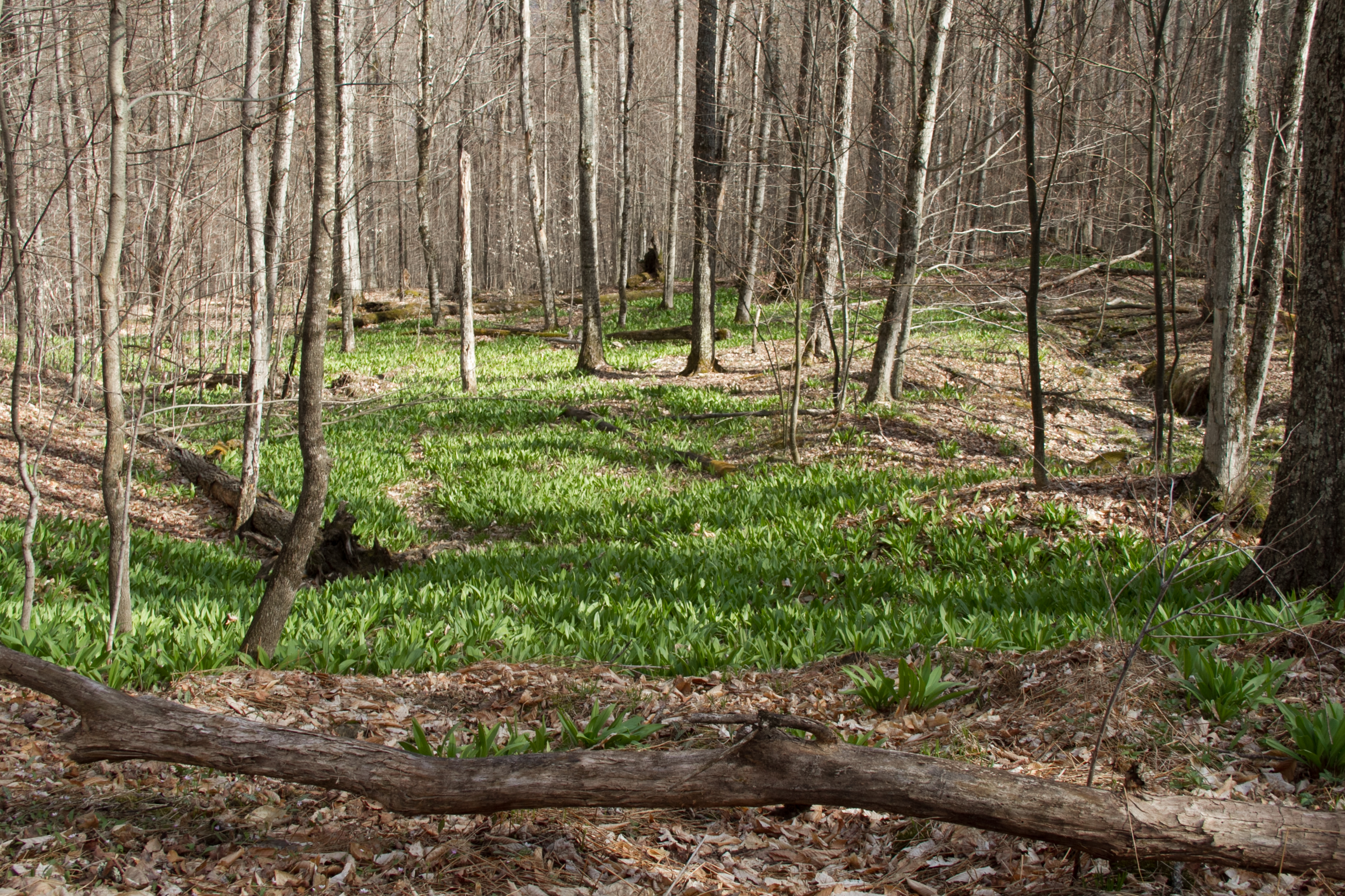 I don't often walk in this section of the woods in spring -- it is too wet. So it was a surprise to come across such a huge colony growing wild. That means it is a good spot for wild garlic. 