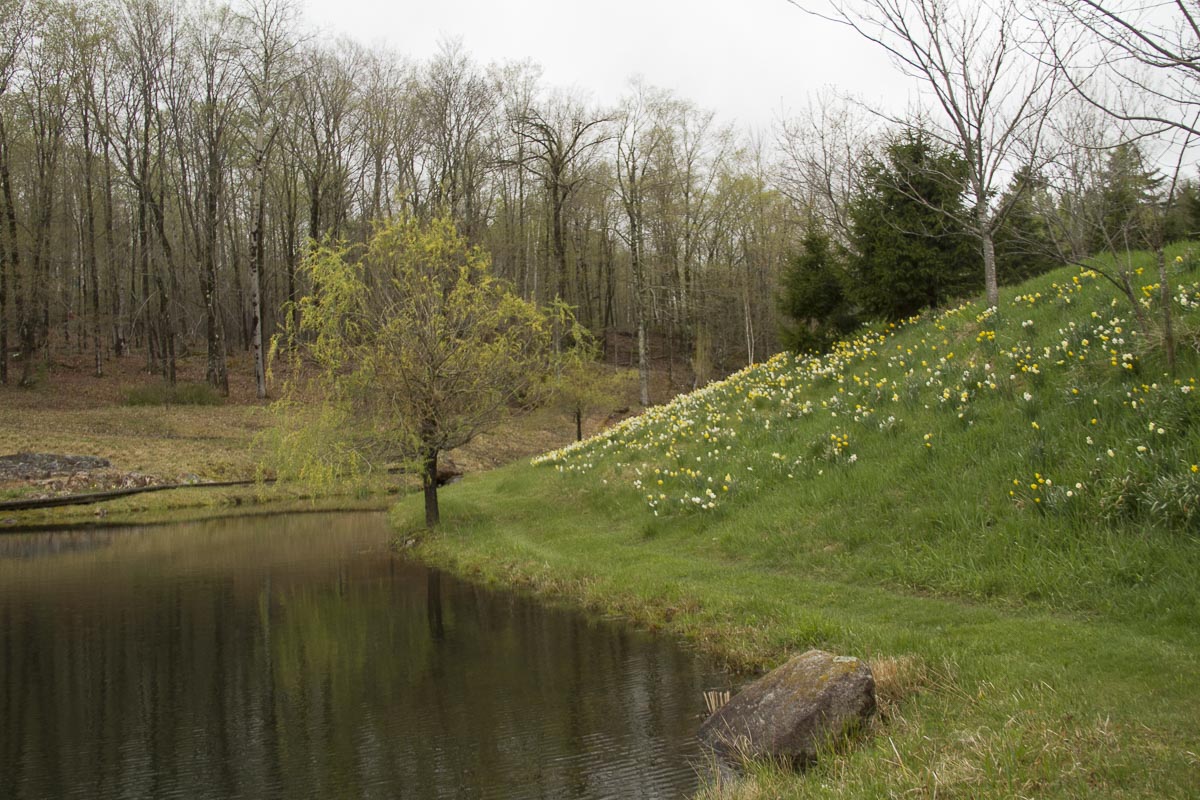 Over the years, we've planted thousands of daffodils on the berm.