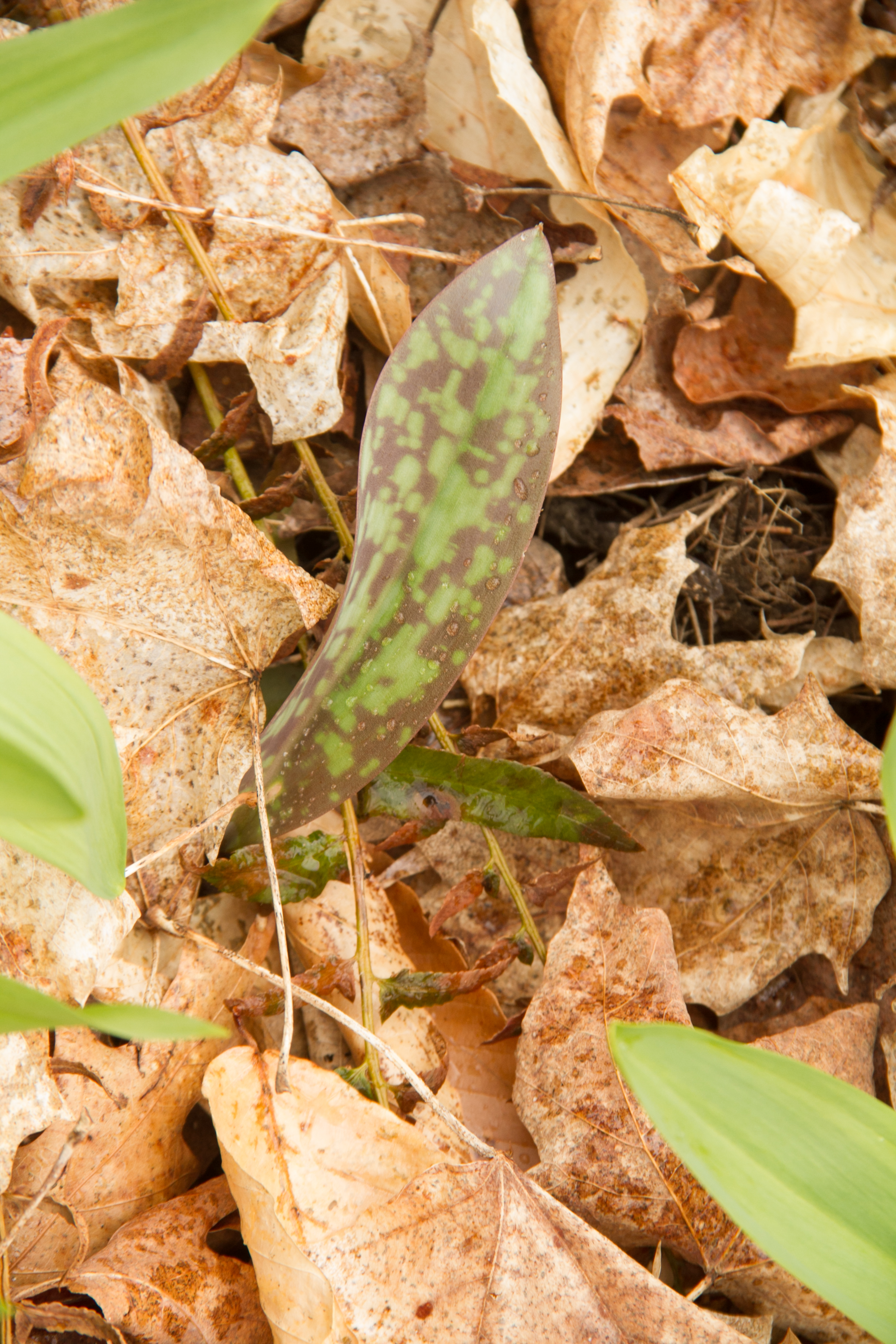 Trout lilies ( ) get their name from the spots on their leaves. I didn't find any blossoms -- they will come soon, with more warm weather.