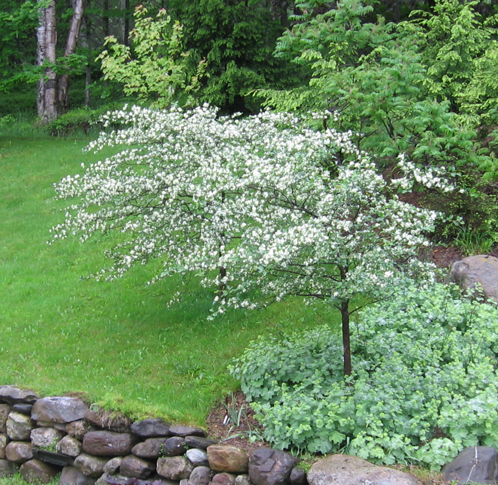 This photo from June, 2006 shows the hawthorn with lots of braches, all in full bloom. 
