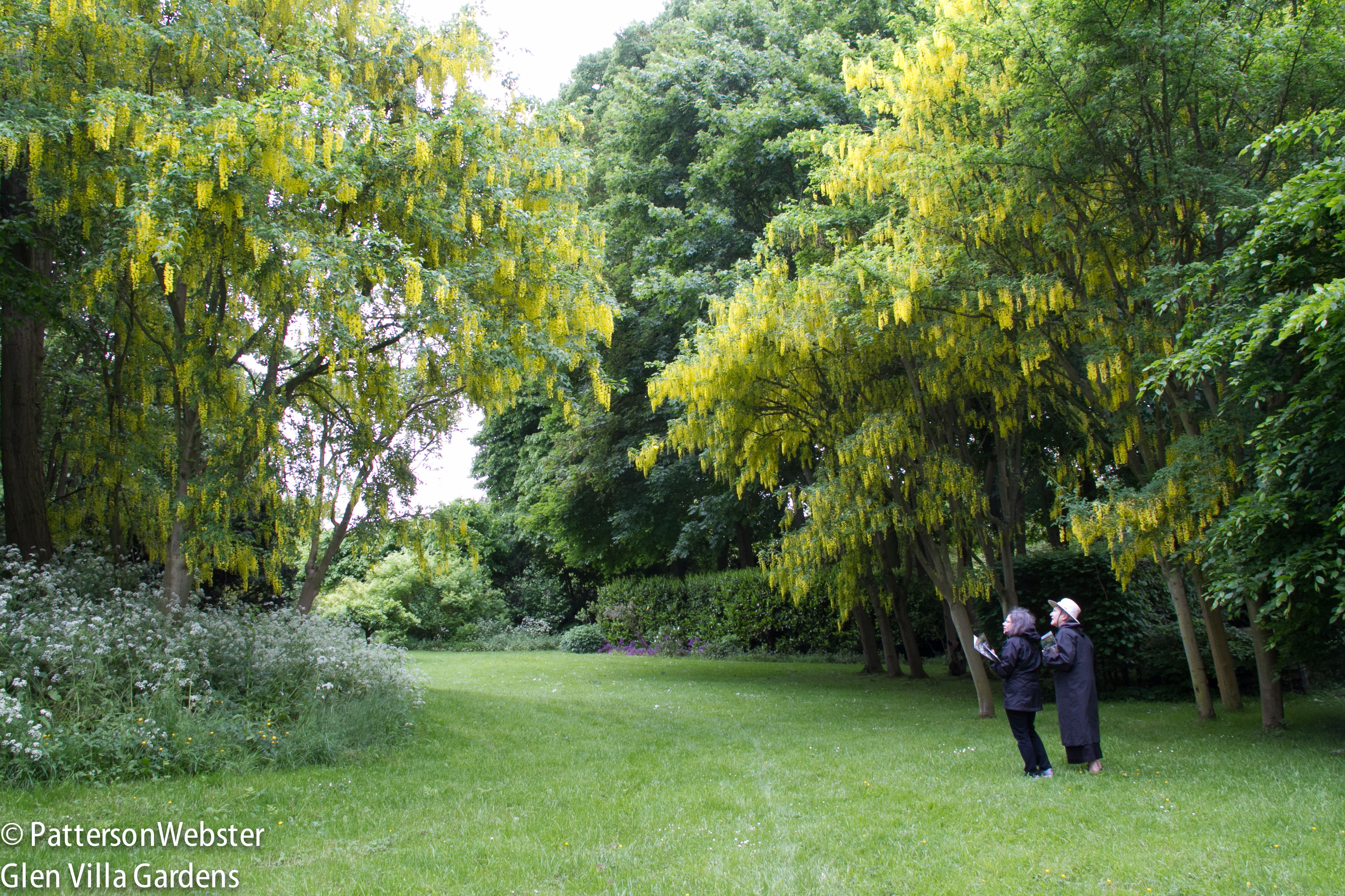 Laburnum trees dwarf the real actors, busy taking photos of the trees.