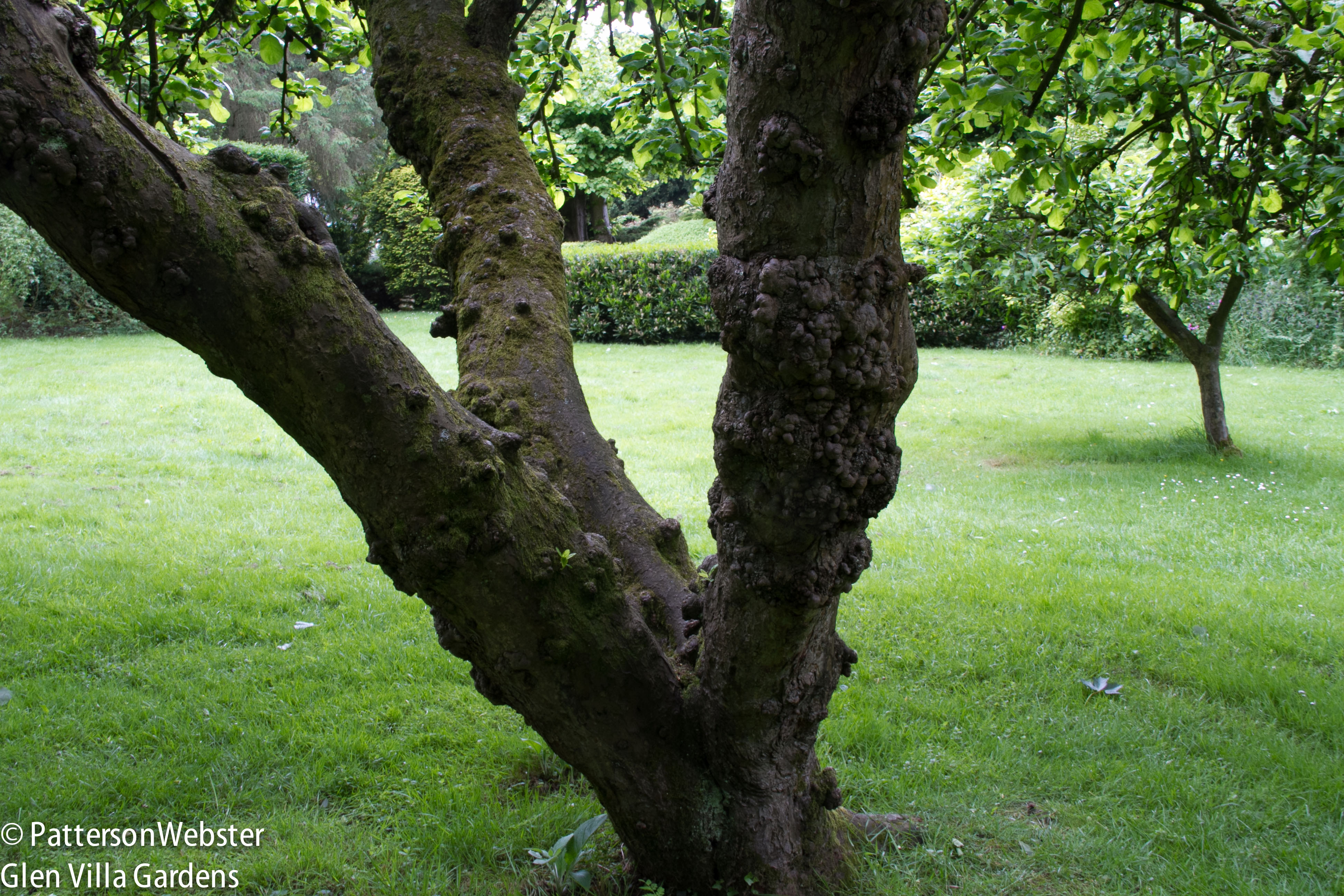 A warty apple tree takes its mark on a section of open lawn.