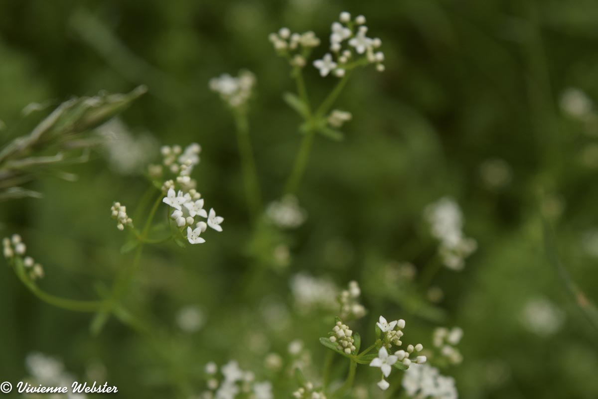 I think this is Galium palustrum. Please let me know if I'm wrong.