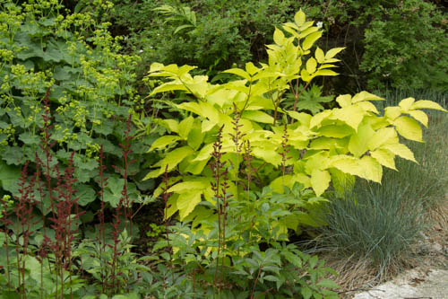The dark red blooms of Astilbe 'Fanal' look fantastic against the lime green of this Aralia. Sun King is a relatively new cultivar. It performs extremely well in my garden, growing quickly in part shade. The bonus: the deer don't like it.