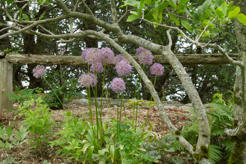 Allium 'Purple Sensation' lives up to its name.