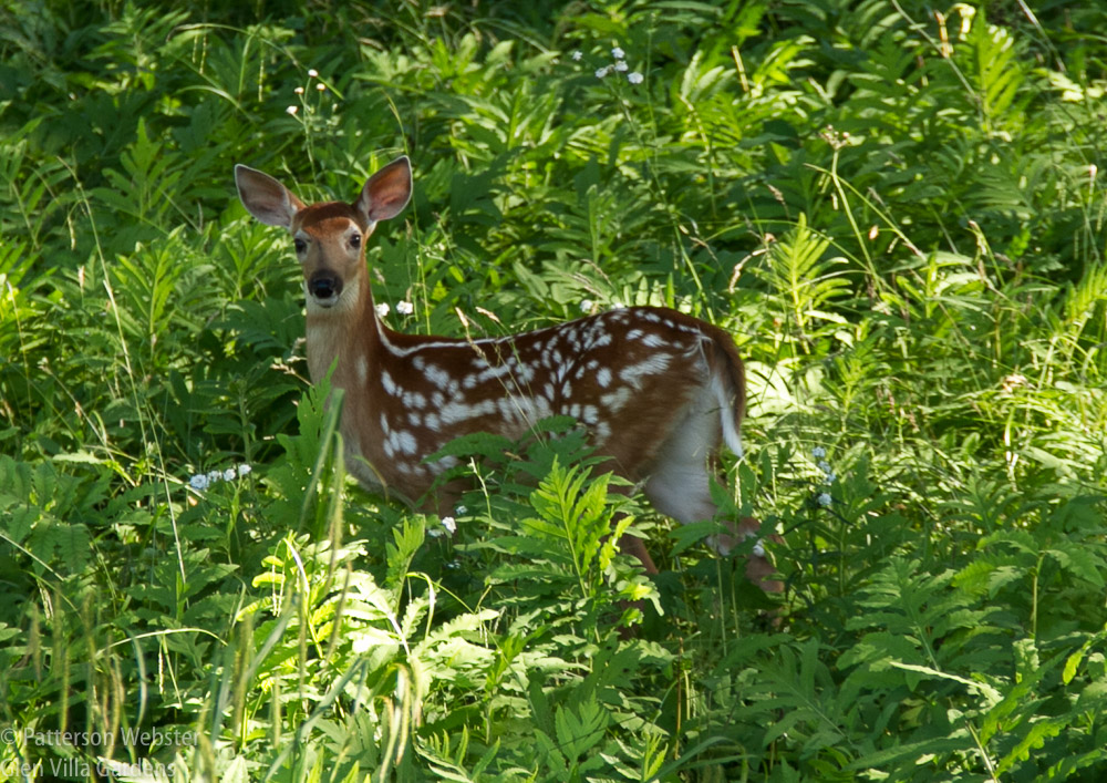 A fawn's big eyes and big spots are appealing. Its big mouth is not. 