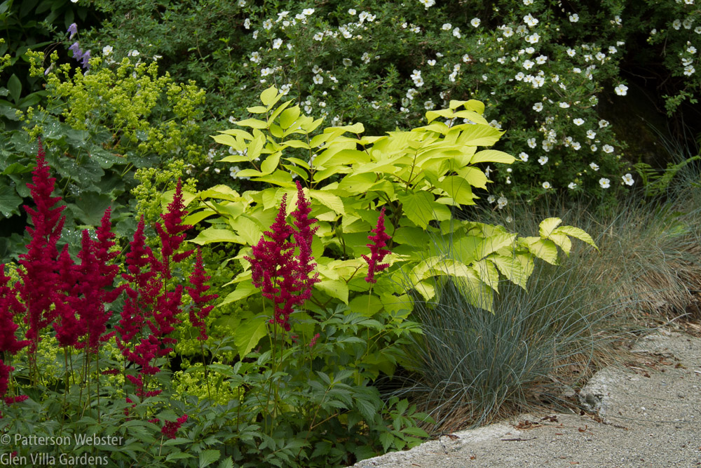 The spikes of Astilbe 'Fanal' stand out sharply against the yellow-gold Aralia 'Sun King.'
