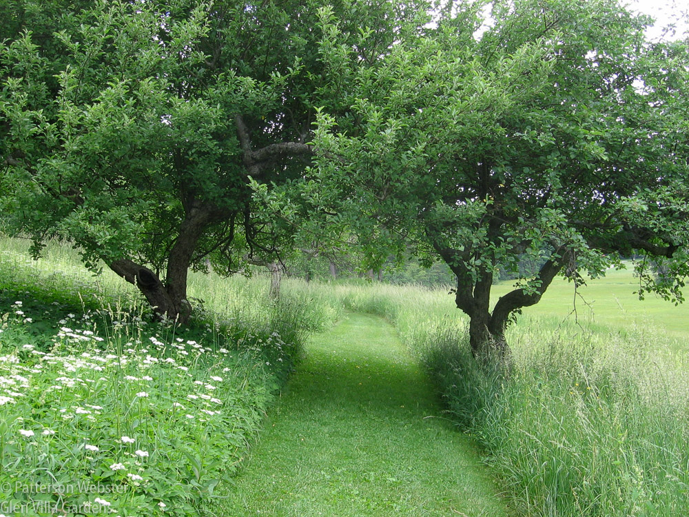A pair of trees frame a view. The mown path directs your eye and your feet.
