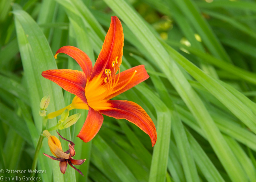 Even an ordinary day lily becomes special on an Open Garden Day.
