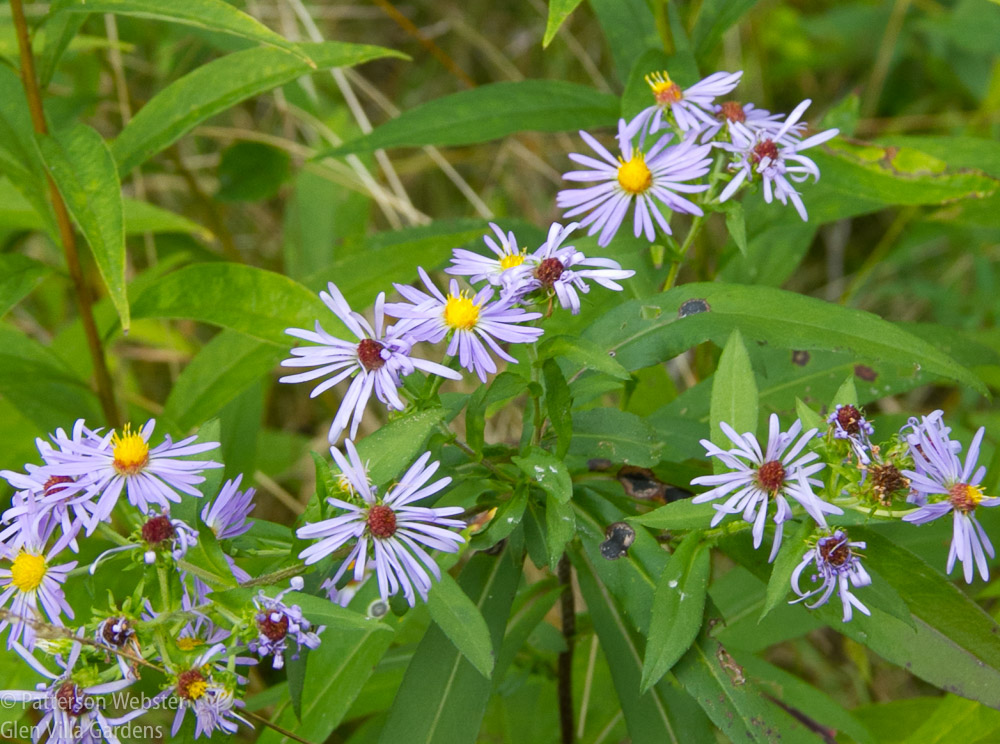 I don't know which of the asters this one is. But notice the different coloured centres.