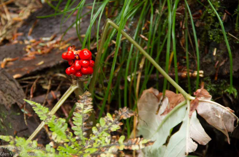 I think these berries are the fruit of Jack-in-the-Pulpit. Please tell me if I'm wrong.