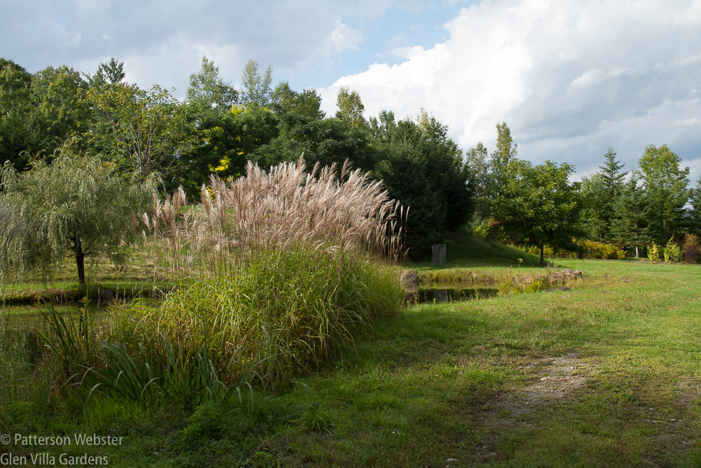 These clumps of Miscanthus are a joy in to see in autumn. The reddish tones are particularly attractive. 