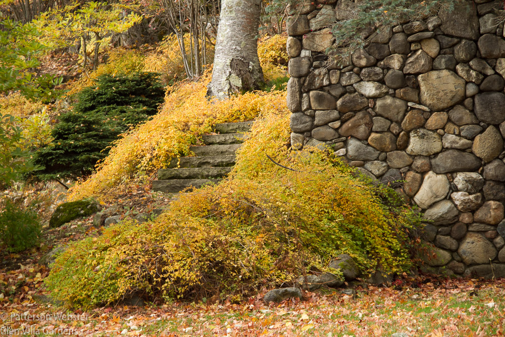 Golden honey colours surround the steps leading to the Lower Garden. 