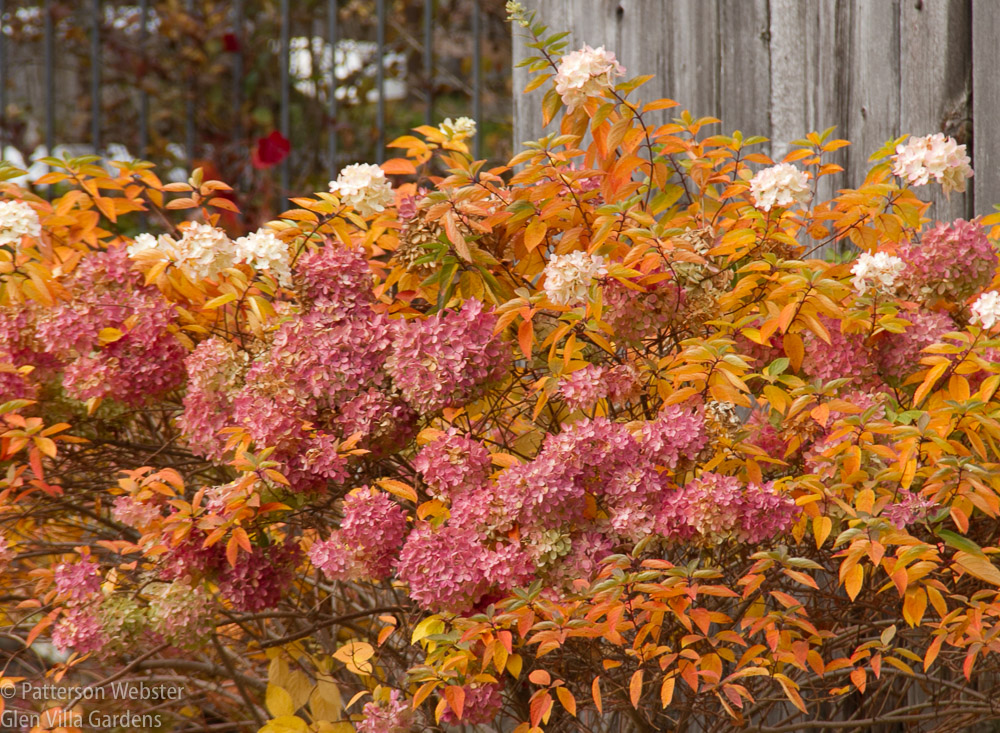 Pink and creamy white flower heads contrast strongly with orange-toned leaves. 