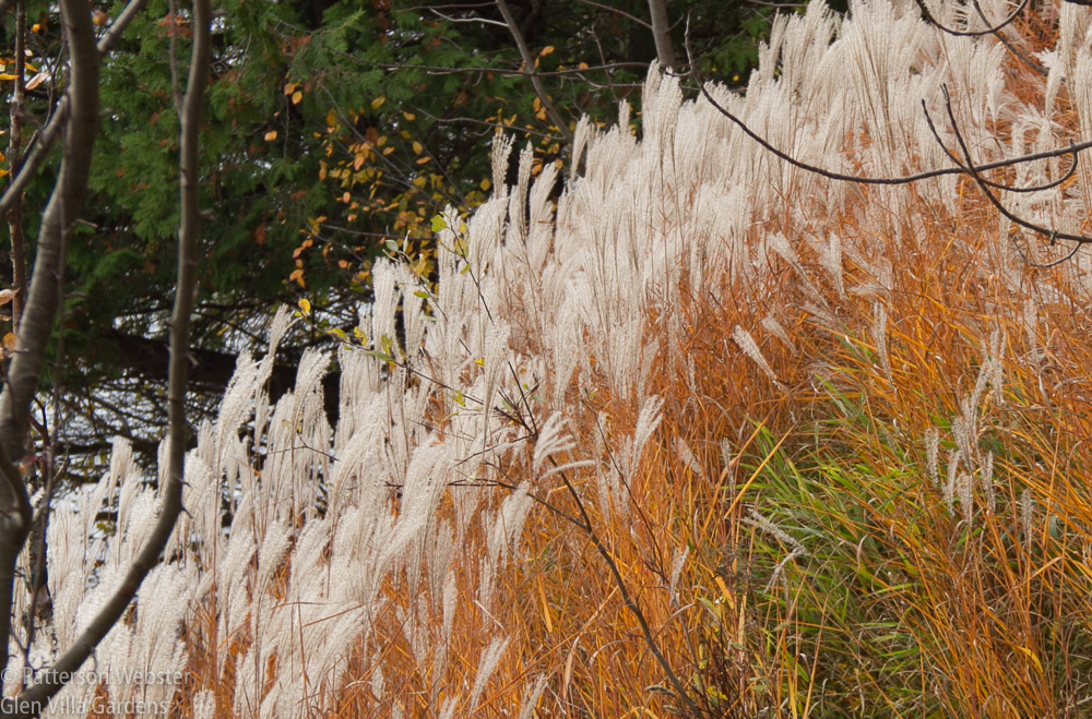 Miscanthus purpurea is not my favourite ornamental grass, but it does make a strong statement when it blows in the wind.