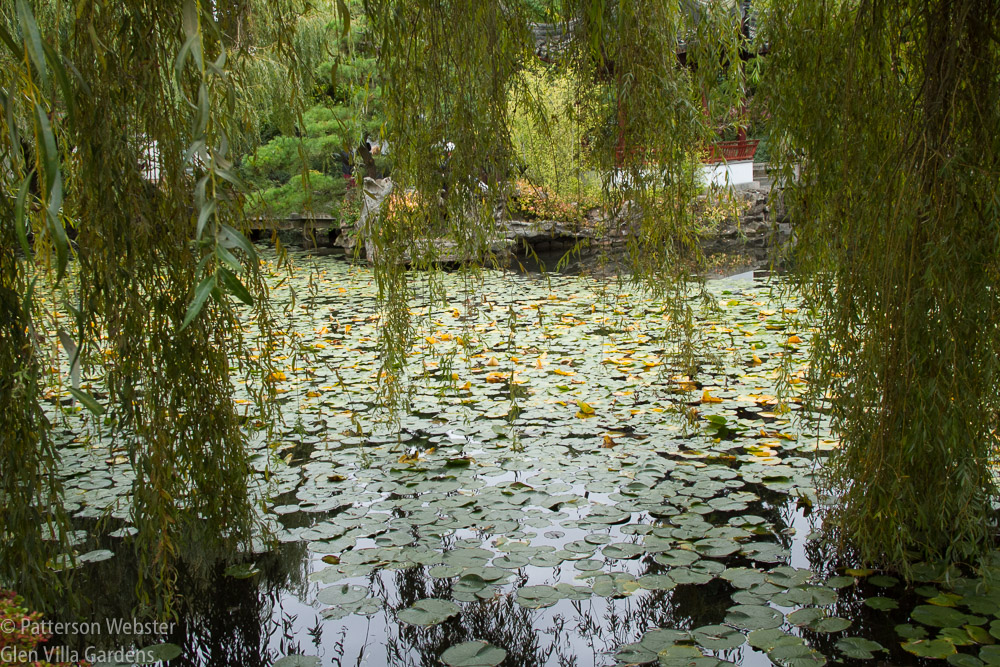 Water lilies cover the surface of the water, screened here by branches of a weeping willow.
