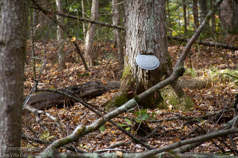 this lid was forgotten many years ago.Now the maple tree has grown around it, making it a permanent feature of the forest. 