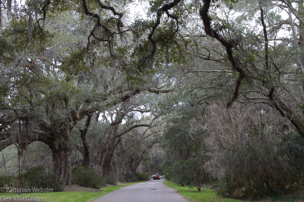 What could be better than live oaks to illustrate a southern plantation? 