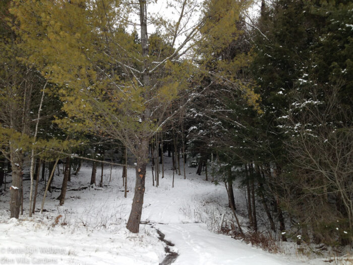 A small stream marks the boundary between the field and the woods beyond.