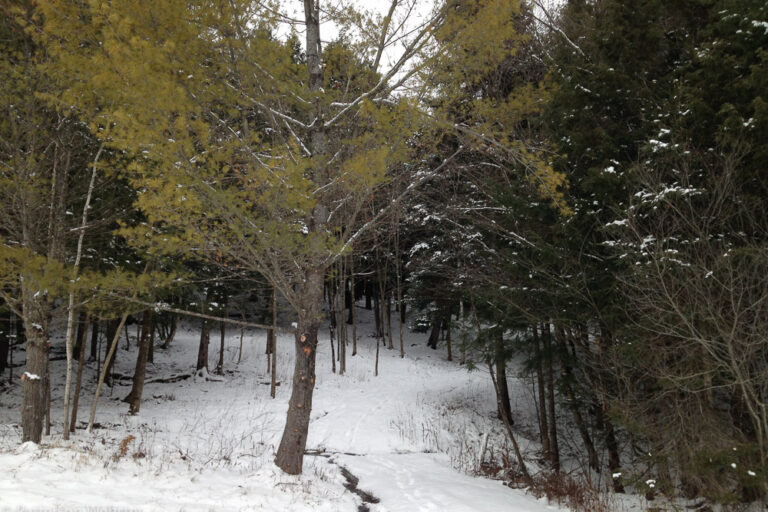A small stream marks the boundary between the field and the woods beyond. A small stream marks the boundary between the field and the woods beyond.