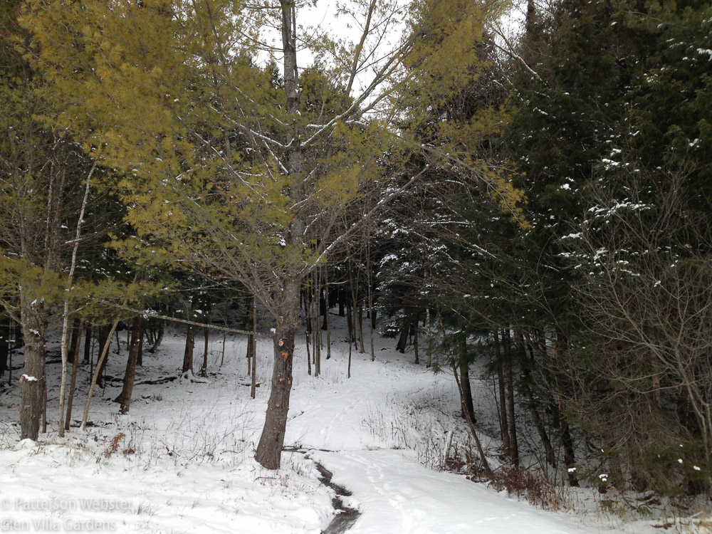 A small stream marks the boundary between the field and the woods beyond.