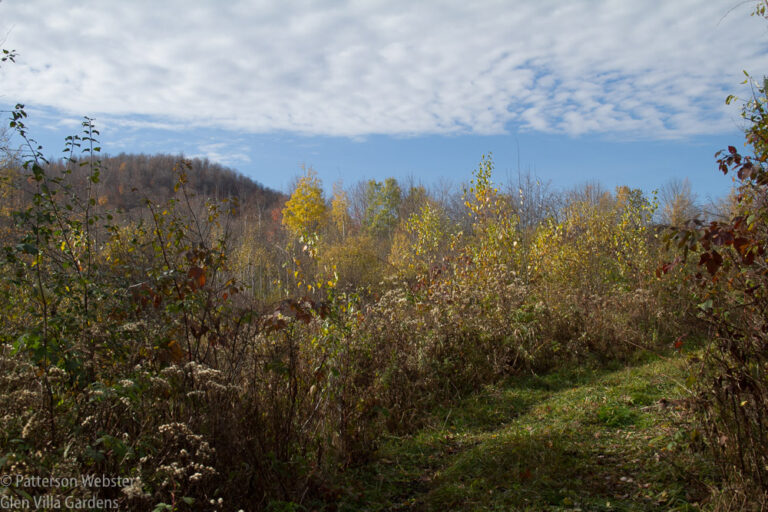 We cleaned up this section in the woods for the first time about ten years ago. I We cleaned up this section in the woods for the first time about ten years ago. I