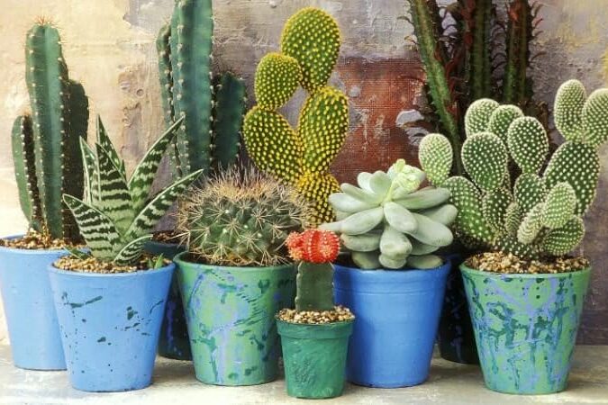 I lifted from this photo from an on-line article in the English newspaper, The Telegraph. The cut-line that ran with the photo reads "This year, look out for cacti, price wars and carrot yoghrt," says Matthew Appleby.