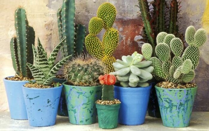 I lifted from this photo from an on-line article in the English newspaper, The Telegraph. The cut-line that ran with the photo reads "This year, look out for cacti, price wars and carrot yoghrt," says Matthew Appleby.