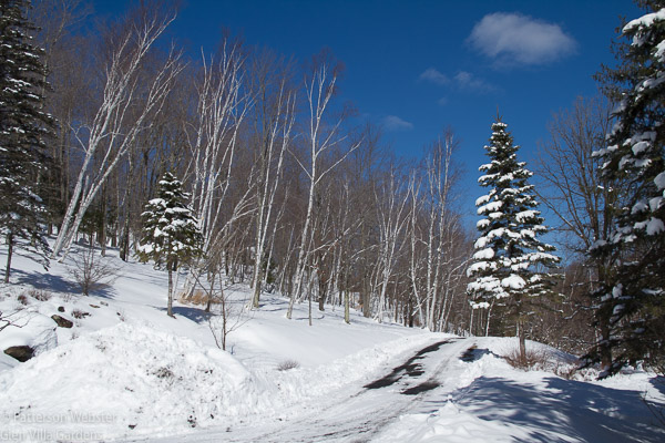 I took this photo about ten days ago, on a bright winter day after a fresh snowfall. More snow is falling now.
