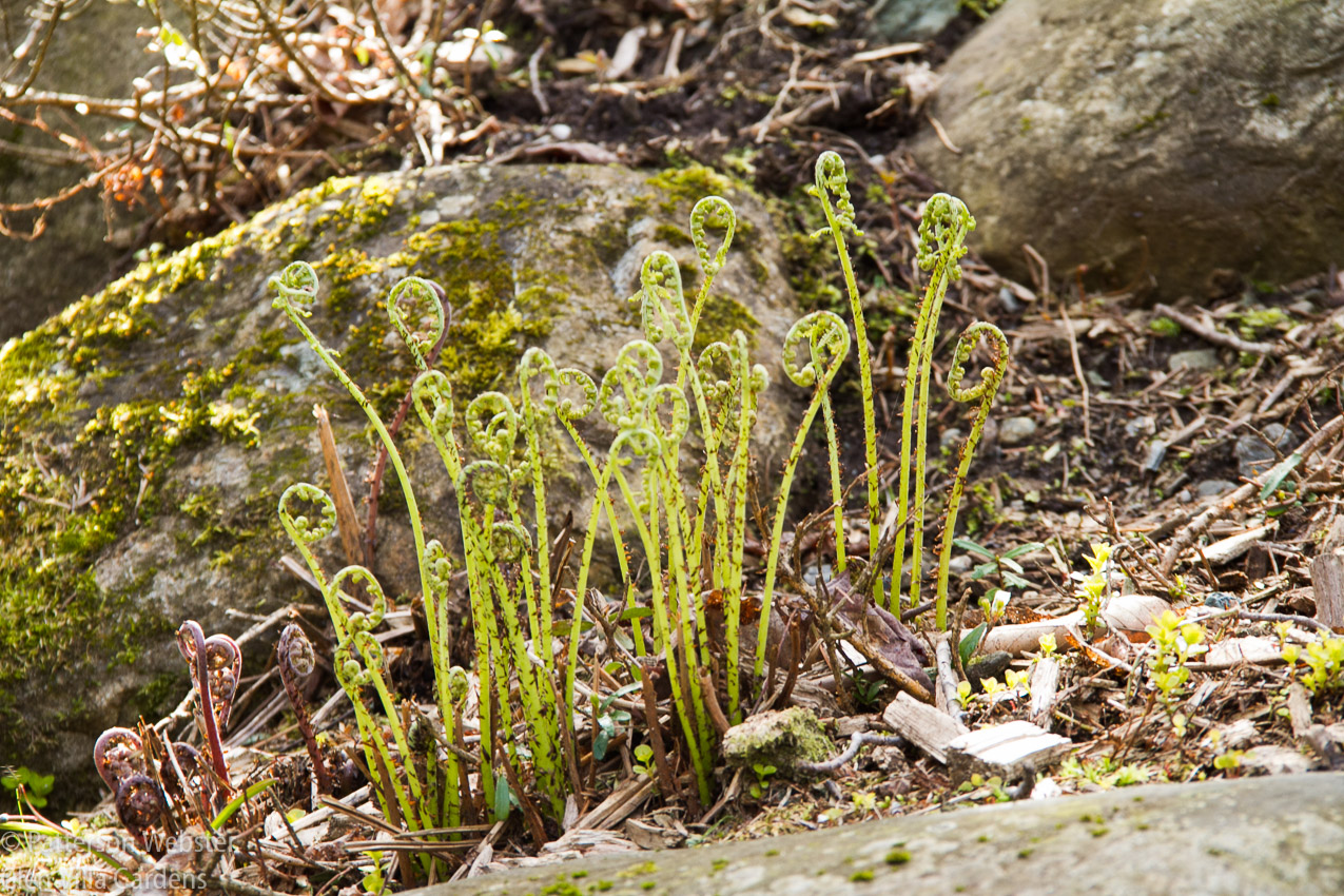 I haven't tried to identify the different types of ferns, only to enjoy them.