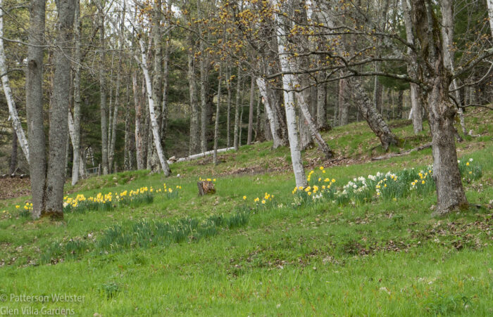 We planted these daffodils about fifteen years ago. The clumps get bigger every year. We planted these daffodils about fifteen years ago. The clumps get bigger every year.