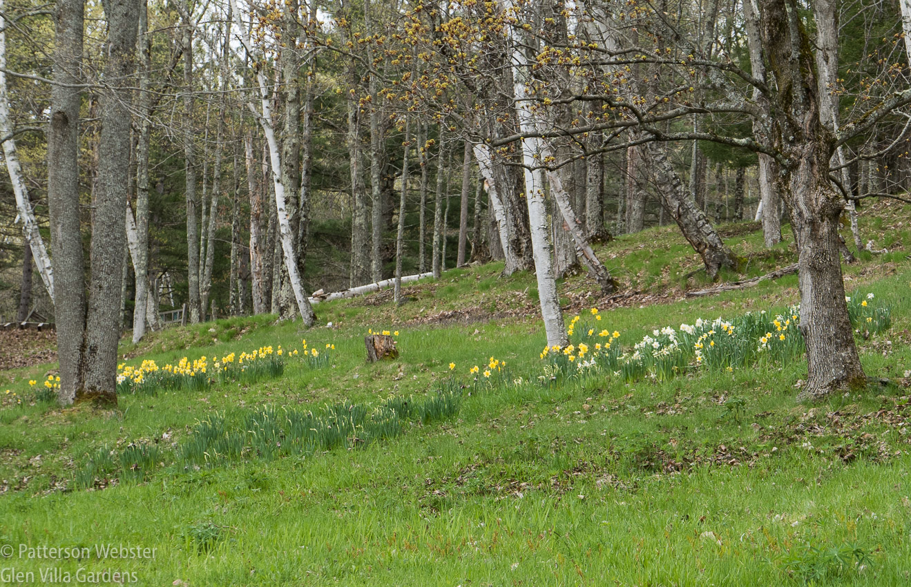We planted these daffodils about fifteen years ago. The clumps get bigger every year.