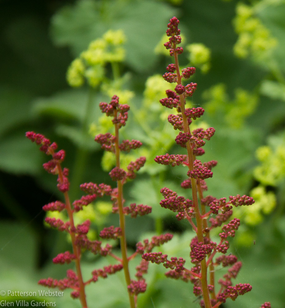 The deep red of Astilbe Fanal is set against the citrus blooms of lady's mantle. Both are just beginning to bloom.